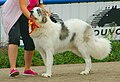 Pyrenean Mastiff