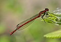 Large Red Damselfly (Pyrrhosoma nymphula) Frühe Adonislibelle