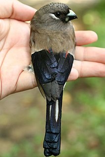 Brown bullfinch