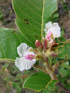 <i>Qualea</i> genus of plants