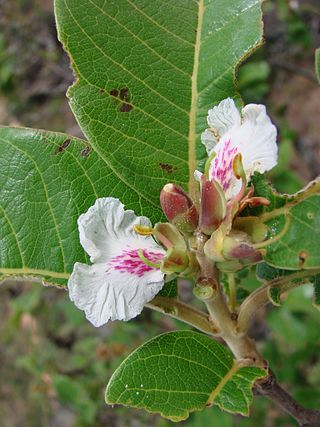 <i>Qualea</i> Genus of flowering plants