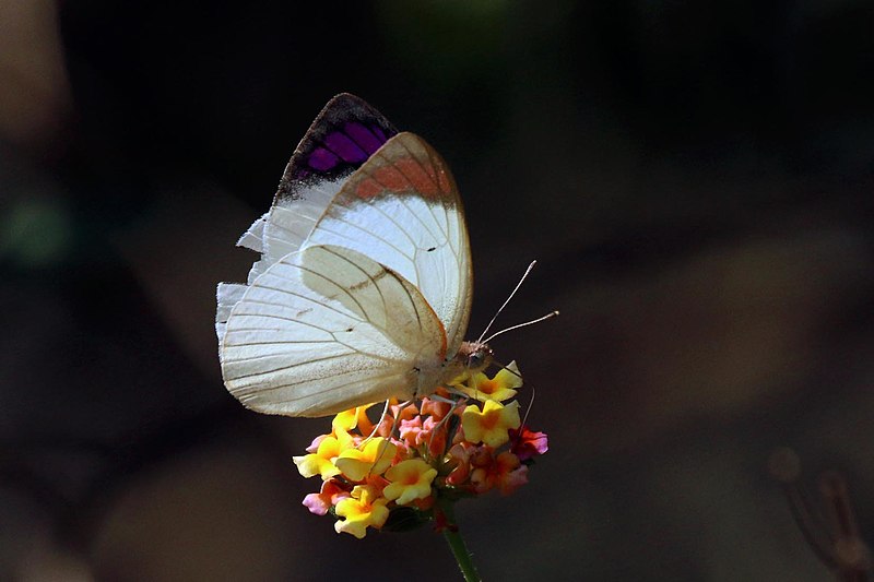 File:Queen purple tip (Colotis regina) underside.jpg