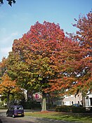 Quercus palustris 'Helmonds Red Globe' (Moederboom)