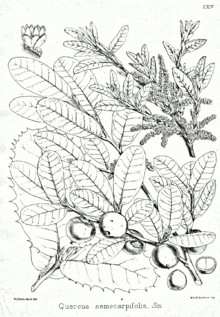 Quercus semecarpifolia Bra64.png