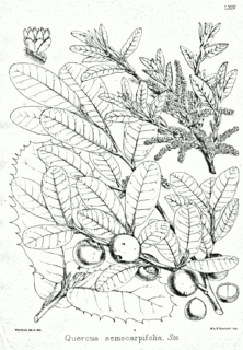 <i>Quercus semecarpifolia</i> Species of oak tree