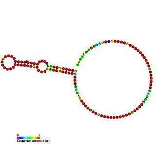Small nucleolar RNA snoR9