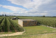 Apple orchard in Meeanee, Napier RK 1301 4472 Apfelplantage Napier.jpg