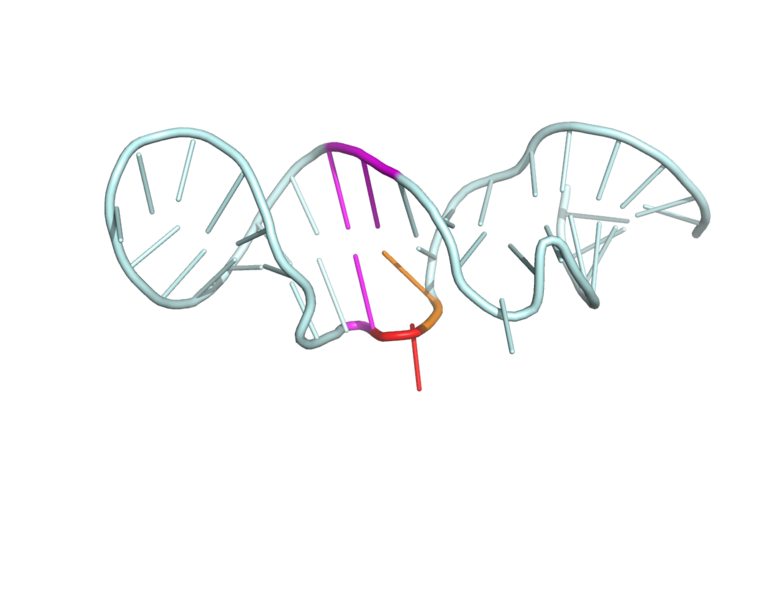 File:RRE mRNA IIB binding site.png