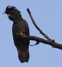 Pirosfarkú gyászkakadu (Calyptorhynchus banksii)