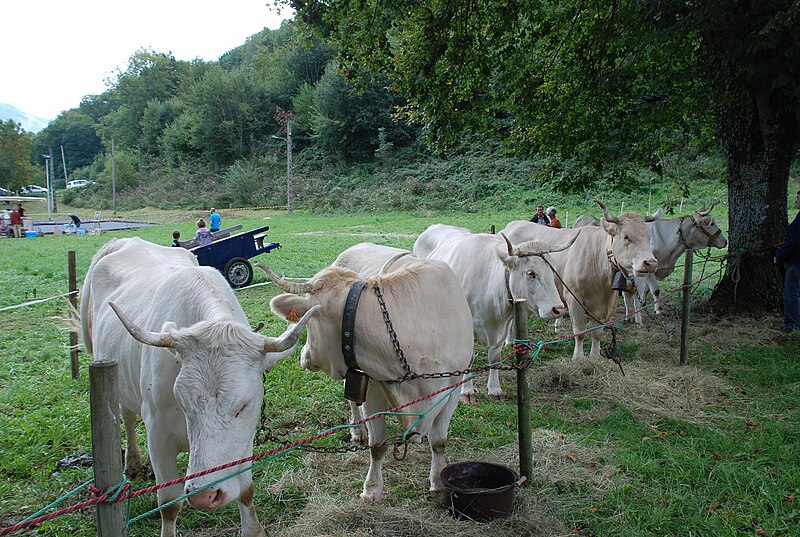 File:Race bovine lourdaise Barlongue 2015 8.JPG