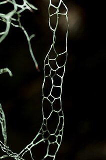 <i>Ramalina menziesii</i> Species of lichen