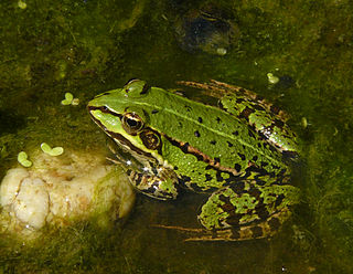 Als Wasserfrösche, auch Grün