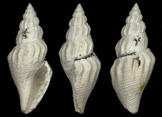 <i>Raphitoma leptocolpa</i> Extinct species of gastropod
