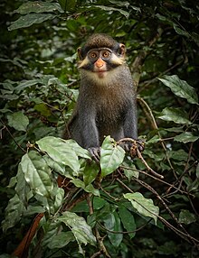 Rescued red-eared guenon in Boki, Cross River, Nigeria Red-eared guenon.jpg