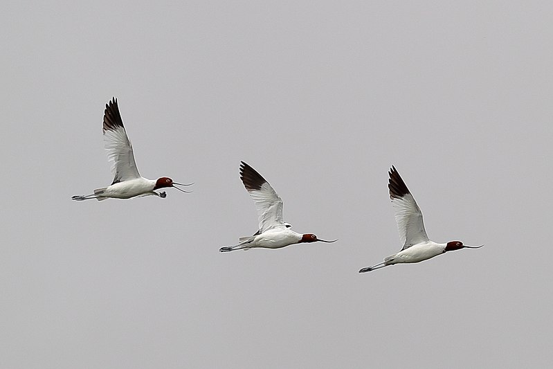 File:Red-necked Avocets (24757539276).jpg