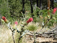 Cirsium arizonicum