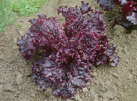 Салат красный фото. Red Leaf lettuce. Lactuca Sativa красный. Салатные листья красные. Салат дуболистный красный.