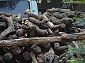 Red sandalwood logs at kapiltirtham0