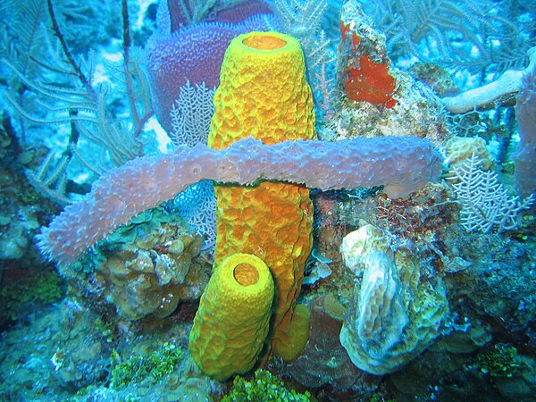 Sponge biodiversity and morphotypes at the lip of a wall site in 60 feet (20 m) of water. Included are the yellow tube sponge, Aplysina fistularis, th