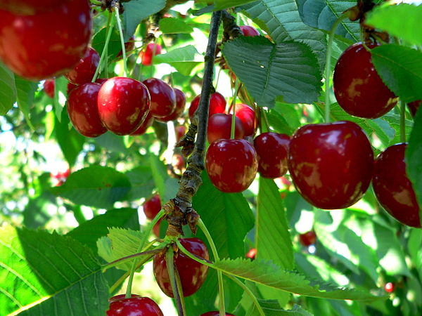 Cherries, an important product of Limburgian fruit growing business.