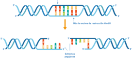 Técnicas y herramientas biotecnológicas Evaluación de la lección 2: Técnicas y herramientas biotecnológicas