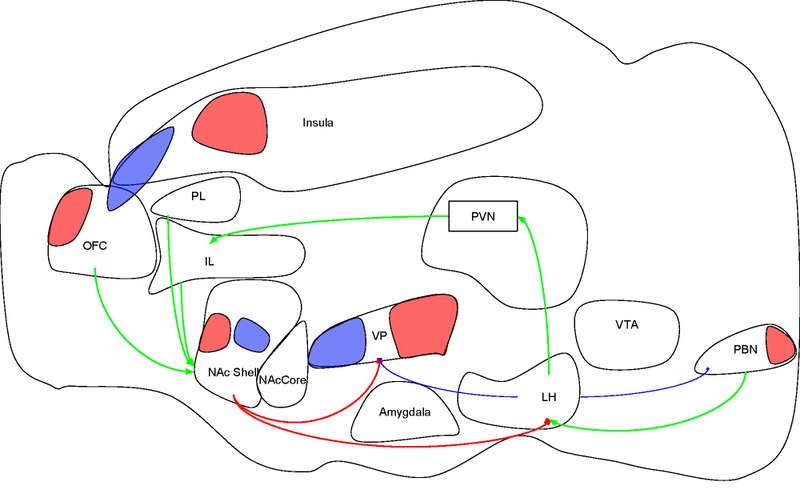 File:Reward System Diagram.pdf