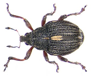 <i>Rhinoncus pericarpius</i> Species of beetle