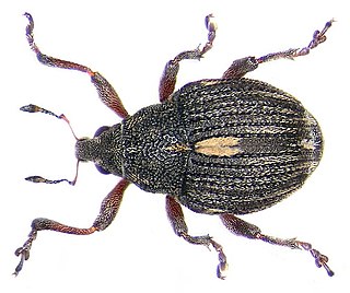 <i>Rhinoncus pericarpius</i> species of insect