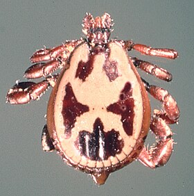 Rhipicephalus-pulchellus-male.jpg