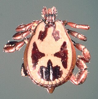 <i>Rhipicephalus pulchellus</i> Species of tick