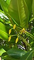 Rhizophora mangle (Savaneta, Aruba) 2.jpg