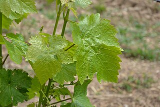 Rhoditis Variety of grape