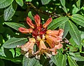 * Nomination Rhododendron 'Buttermint' in Dunedin Botanic Garden, Dunedin, New Zealand. --Tournasol7 00:00, 27 December 2017 (UTC) * Promotion Good quality. --Jacek Halicki 00:03, 27 December 2017 (UTC)