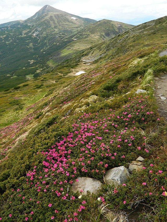 File:Rhododendron_myrtifolium_Chornohora_Pozhyzhevska.JPG