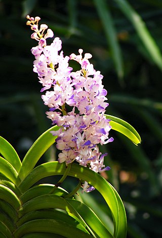 <i>Vanda coelestis</i> Species of orchid