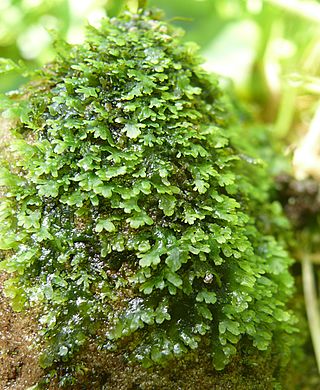 <i>Riccardia</i> Genus of liverworts