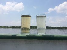 Water samples of the Solimoes (left) and Rio Negro (right) Rio Solimoes and Rio Negro.JPG