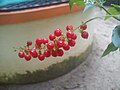 Sweet Small Red Cherry like