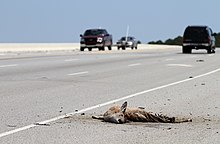 The battered remains of a roadkilled deer on Route 170/Okatie Highway by the Chechessee River in South Carolina, US Roadkill on Route 170 Okatie Hwy by the Chechessee River, SC, USA, jjron 09.04.2012.jpg