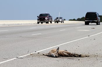 أيل مقتولٌ جرَّاء حادث اصطدامٍ مع سيَّارة على طريق أوكاتاي السريع في ولاية كارولينا الجنوبيَّة بالولايات المُتحدة.