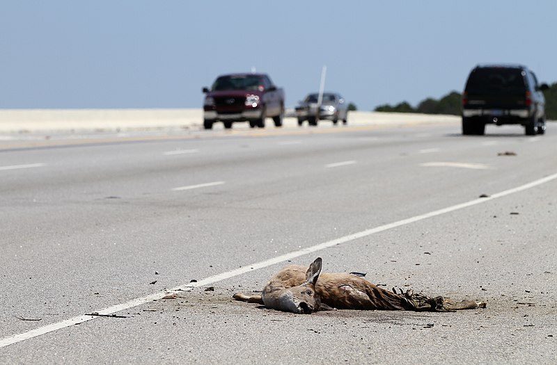 File:Roadkill on Route 170 Okatie Hwy by the Chechessee River, SC, USA, jjron 09.04.2012.jpg