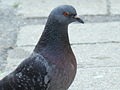Rock Pigeon-Mindaugas Urbonas-5.jpg
