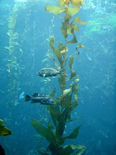 Kelp gigante con sebastidi