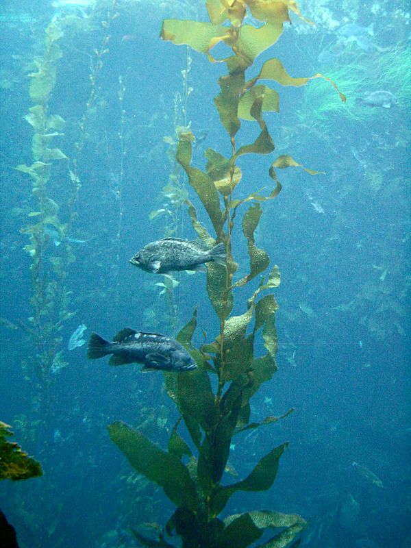 Kelp are autogenic ecosystem engineers, by building the necessary structure for kelp forests