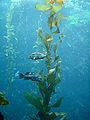 Stachelköpfe schwimmen um den Seetang­wald herum.