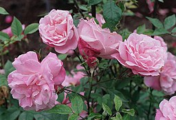 Rosa 'Old Blush'