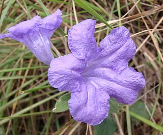 <i>Ruellia geminiflora</i> Species of flowering plant