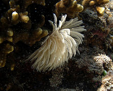 Une sabelle (famille des Sabellidae, peut-être Sabellastarte)