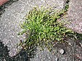 Sagina apetala subsp. erecta sl6.jpg
