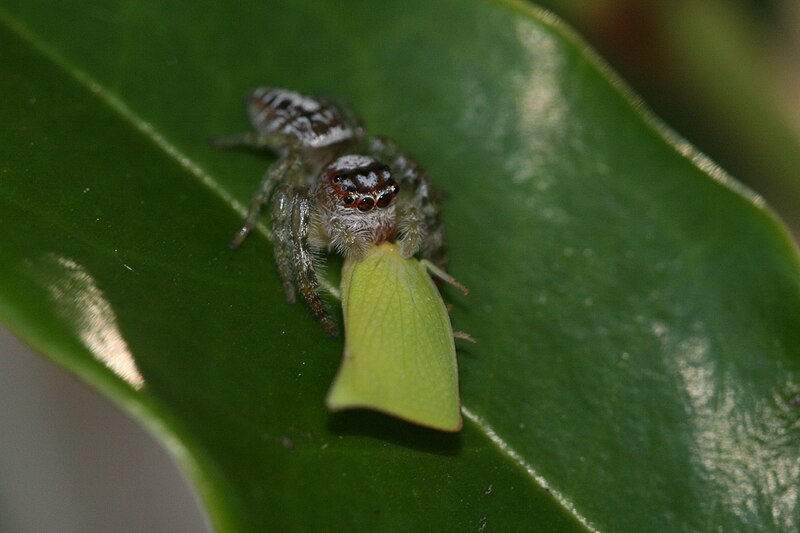 Why Jumping Spiders Spend All Night Hanging Out — Literally